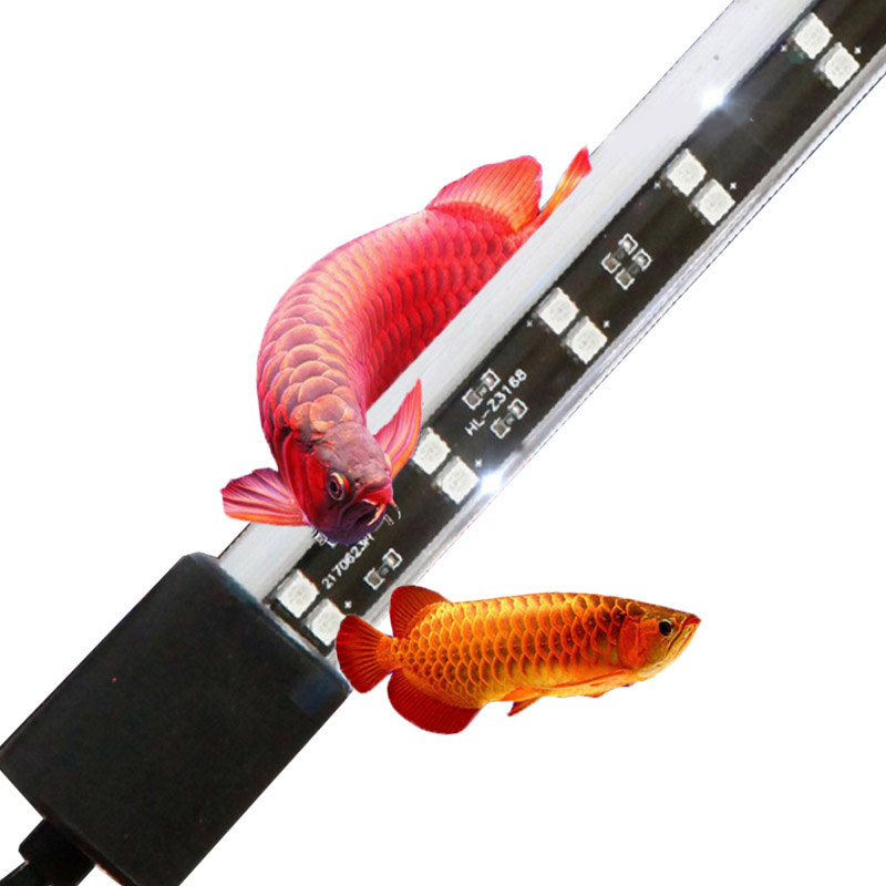 72cm 20와트 레드 아로와나 수족관 조명, 일정 전 - Aquarium Fish Keeping 리뷰 및 가격