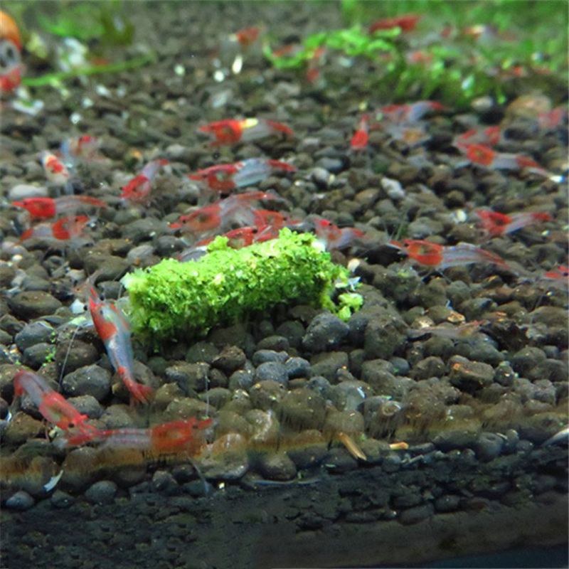 신제품 1봉지 35g 크리스탈 레드 새우 사료 천연 시 - Aquarium Fish Holiday Food 리뷰 및 가격