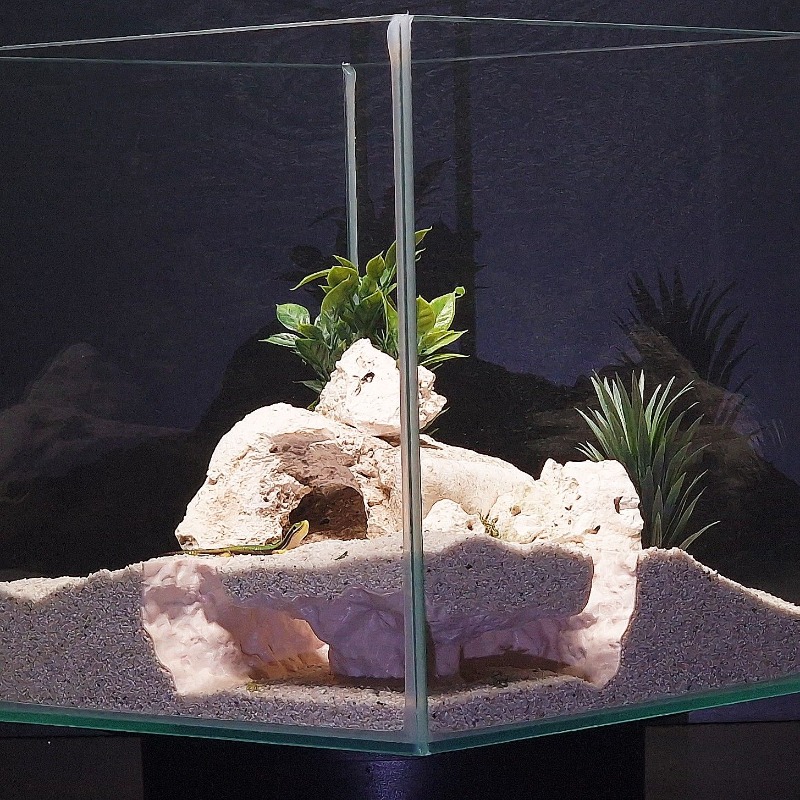 3D 프린팅 어항 터널 쉼터 수족관 장식 소형 물고기, - Aquarium Fish Hide 리뷰 및 가격