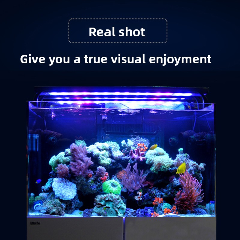 2026년 핫세일 도매가격 신제품 냉동고형 G3 + 전 - Aquarium Fish And Price 리뷰 및 가격