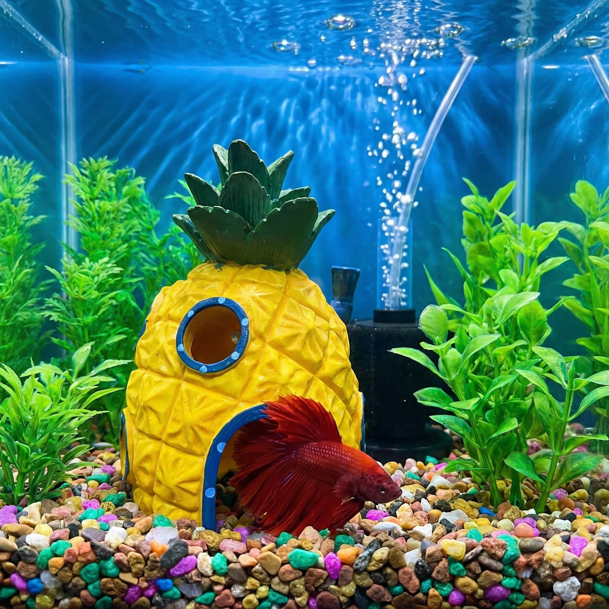 파인애플 하우스 수족관 장식, 친환경 레진 숨는 동굴, - Aquarium Fish Hide 리뷰 및 가격