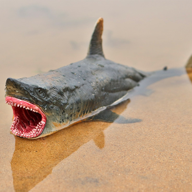 야만인 바다 바다 생활 Helicoprion 고블린 상 - Aquarium Fish Keeping 리뷰 및 가격