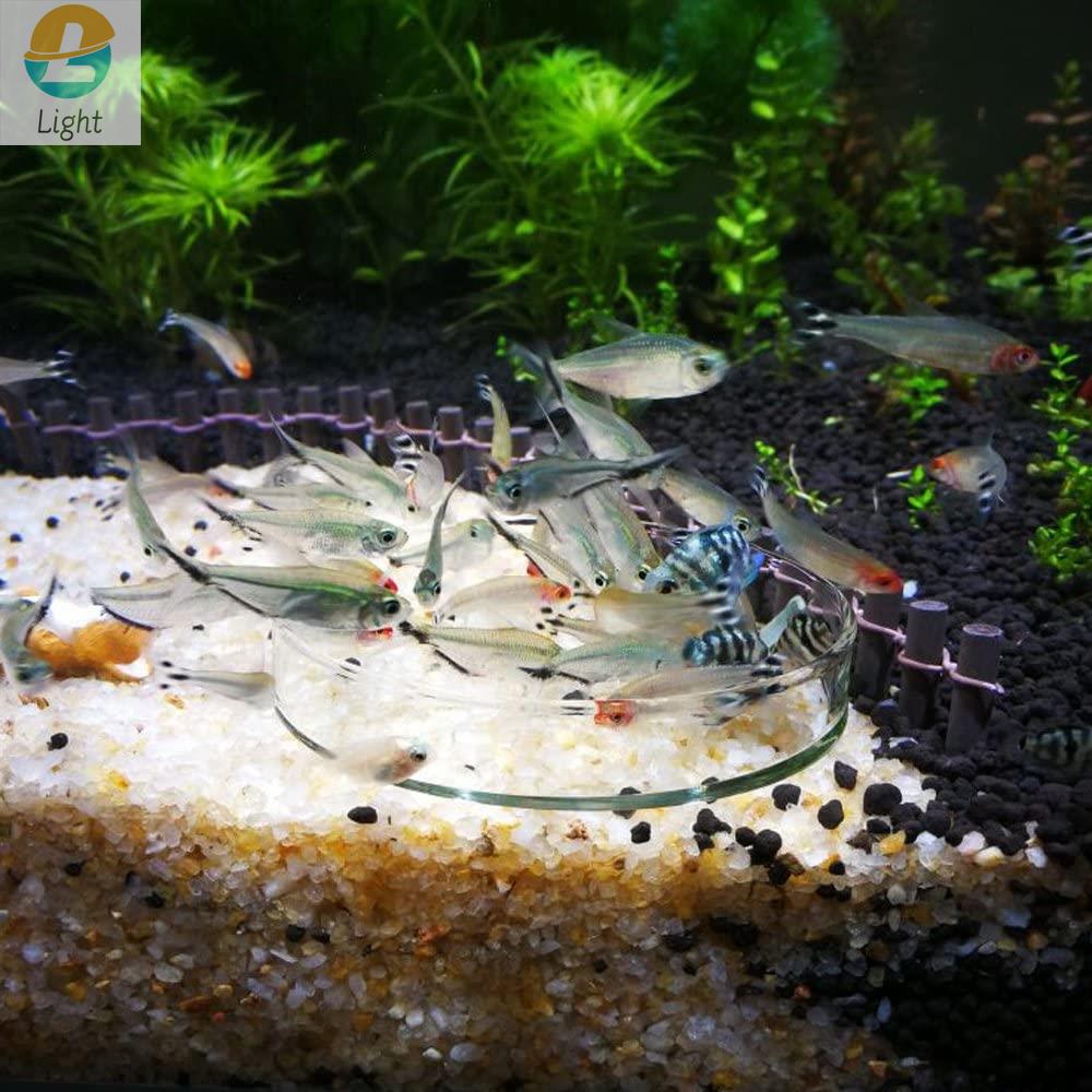 수족관 피더 그릇 접시 투명 유리 트레이, 물 깨끗한  - Aquarium Fish Keeping 리뷰 및 가격